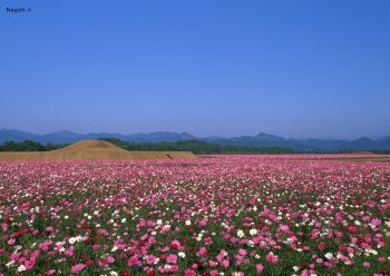 یک دشت گل با آسمانی آبی